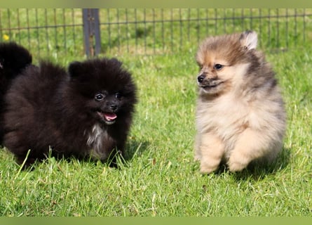 Zwergspitz Pomeranian Welpen in verschiedenen Farben mit Papieren