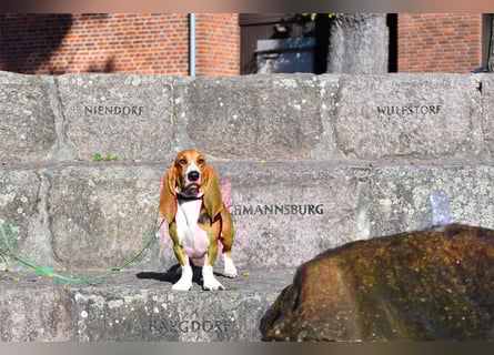 Der zauberhafte Vasko, ein reinrassige Basset Artesien Normand sucht ein neues Zuhause. Eine seltene