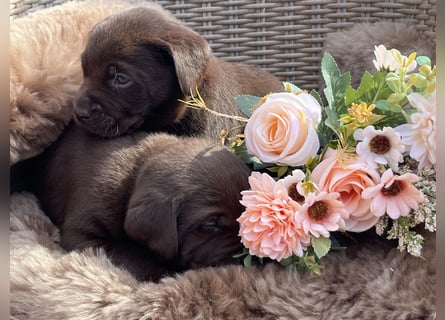 Zuckersüße Schoko Labrador
