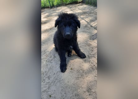 Altdeutsche Schäferhund Welpen