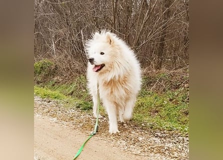 ❤️ wunderschöner Samojede LEO - 3 Jahre, 55cm/25kg