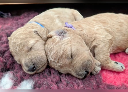 Goldendoodle medium mit Papieren und Ahnentafel