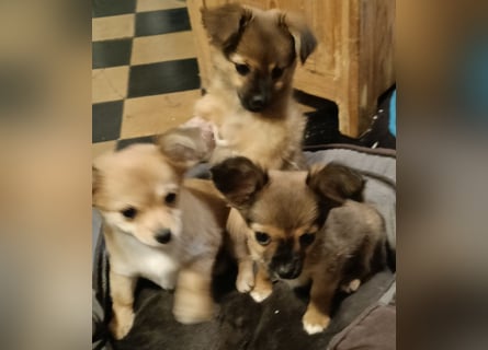 XXS Mini-Rasse-Mix Welpen Chihuahua, Papillon