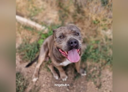 Kingzbullys Classic Edition/American Bully Classic