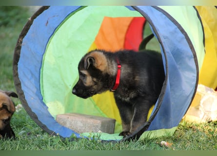 Schäferhund Welpen mit VDH Ahnentafel
