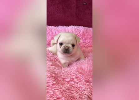 Mops Welpen ( noch 2 Rüde)