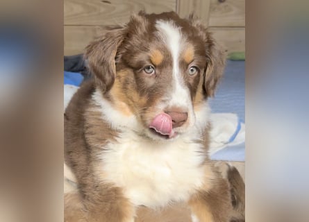 Australian Shepherd Welpen braun/redtri (Minimix/Reinrassig)+ Gesundheitszeugnis