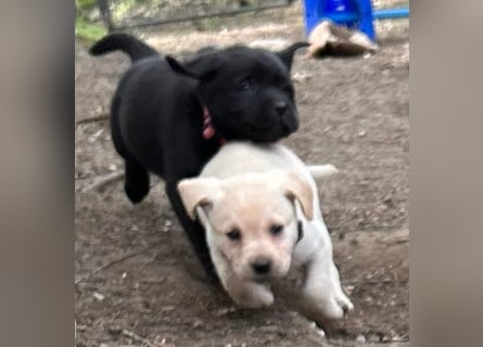 Labrador Retriever Welpen, reinrassig, Ahnenpass uvm., schwarz und gelb
