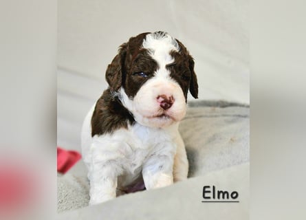 Lagotto Romagnolo Welpen mit LRWD e.V./ VDH Papieren