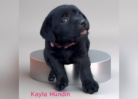 Labrador Retriever Welpen, reinrassig, Ahnenpass uvm., schwarz und gelb