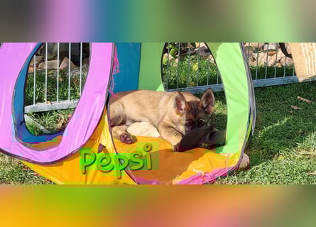 Reinrassige Schäferhund Welpen mit SV Papieren