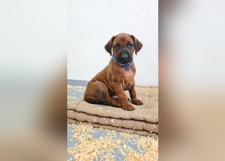 Rhodesian Ridgeback Welpen