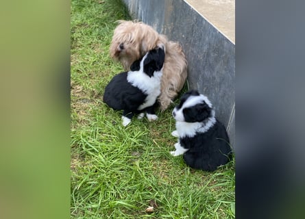 Mini Aussie - Miniature American Shepherd