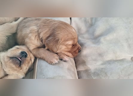 Golden Retriever Welpen