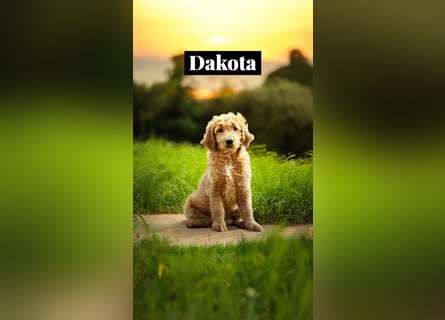 Goldendoodle mini Medium Doodle Abgabe an Pfingsten