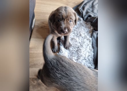 Labrador Retriever chacoral/Silber