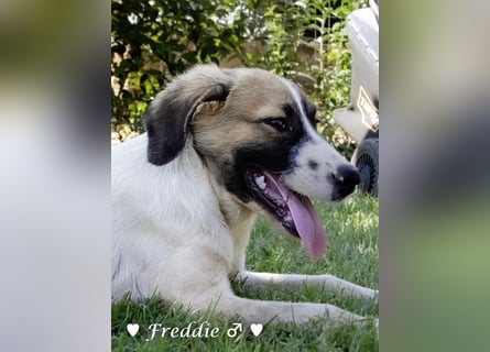 Felix und Freddie suchen absofort ein Zuhause