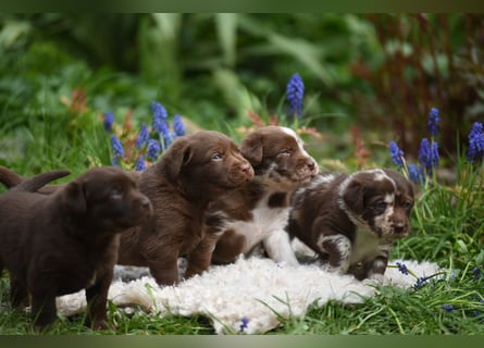 Aussiedor Aussiedorwelpe Welpe Australien Shepherd x Labrador