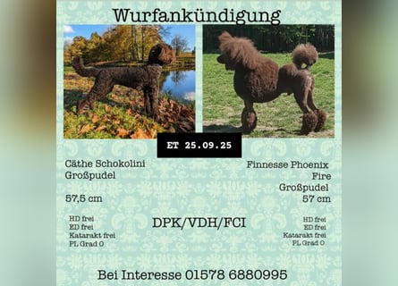 Großpudel braun