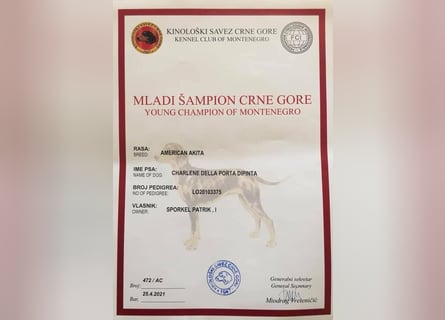 Echte reinrassiger American Akita Hündin