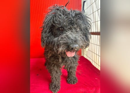 schmusige Puli-Hündin XENA - 2 Jahre, 40cm/12kg 