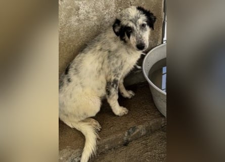 Mila: überfordert im Tierheim