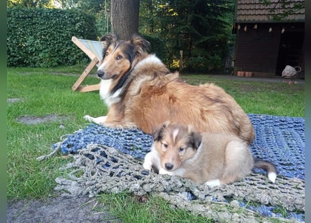 Familienfreundliche Colliewelpen