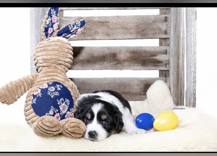 Zuckersüße kleine  Australian Shepherd Babys