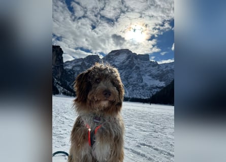 Aussiedoodle Traum ! Bezaubernde Welpen in tollen Farben aus erfahrener+überprüfter Familienaufzucht