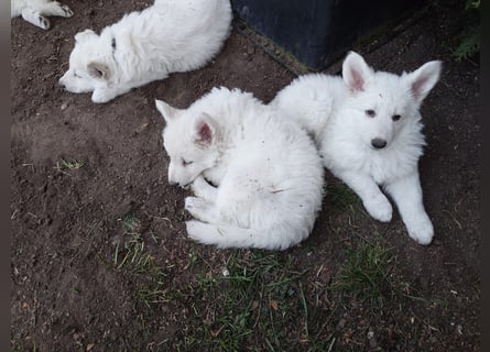 Welpen Weiße Schweizer Schäferhunde