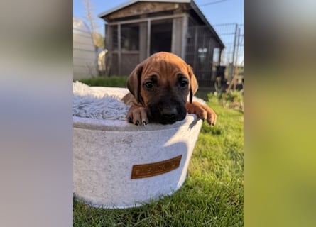 Rhodesian Ridgeback Welpen