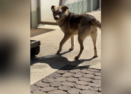 Bailey – bereit für Abenteuer und ein Zuhause
