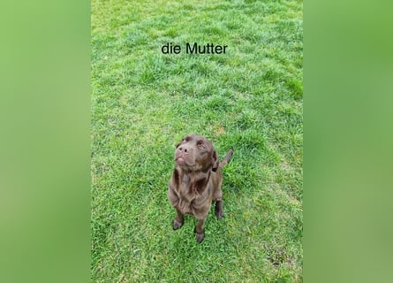 Zuckersüße Reinrassige Labrador Welpen suchen liebevolles Zuhause!