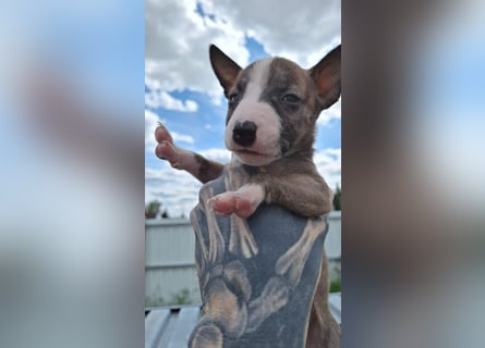 Mini bullterrier - Australian shepherd mix welpen