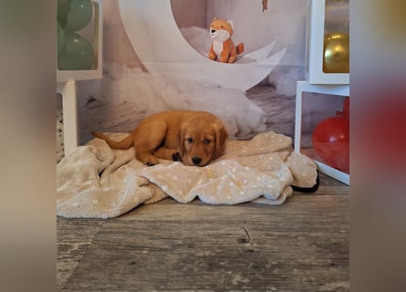 eine kleine Hündin sucht noch Ihr für immer Zuhause