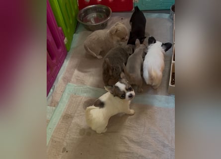 Chihuahua Welpen reinrassig Rüde