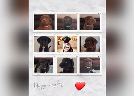 Auszug..Aussiedor F1 Familien und Therapiehund Labrador x Australien Shepherd