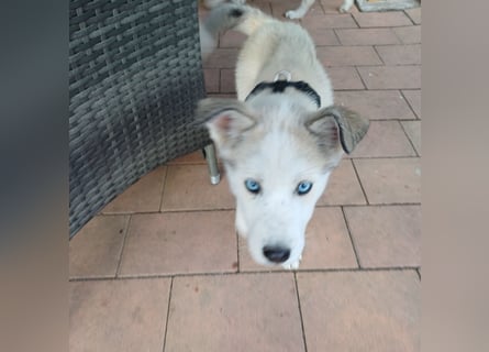 Akita-Husky Welpen