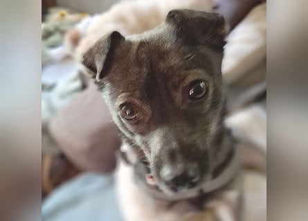❤️ MAKI - Liebe auf den 2. Blick? - 1 Jahr, 40cm/10kg