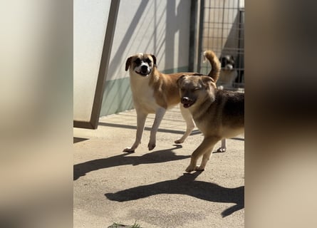 Die liebenswerte BOUNTY sucht ihr Zuhause!