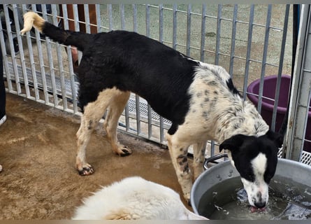 Milla - Gute-Laune-Hund wartet auf Sie