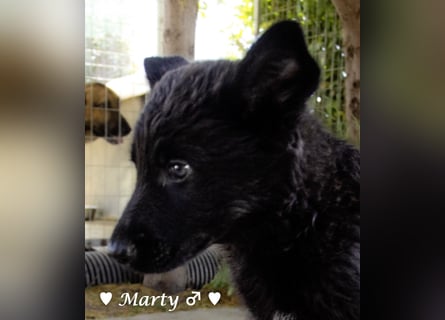Vier wunderschöne Schäferhundmischlinge suchen ein Zuhause