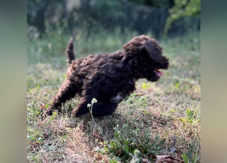 Lagotto Romagnolo – Hochwertige Welpen aus der registrierten Zuchtstätte King of the Truffles