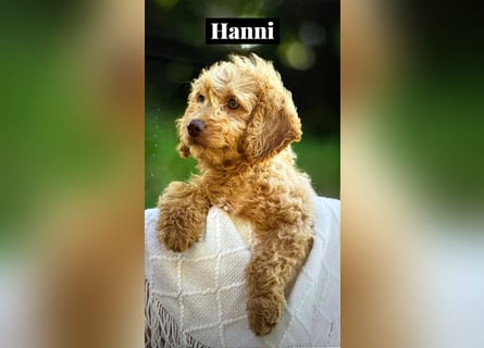 Goldendoodle mini Medium Doodle Abgabe an Pfingsten