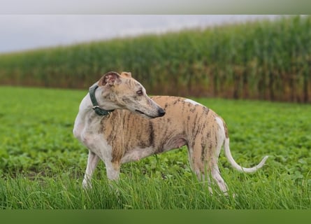 Whippet-Welpen – B-Wurf (VDH/WCD) – Liebevoll & Familiär aufgezogen