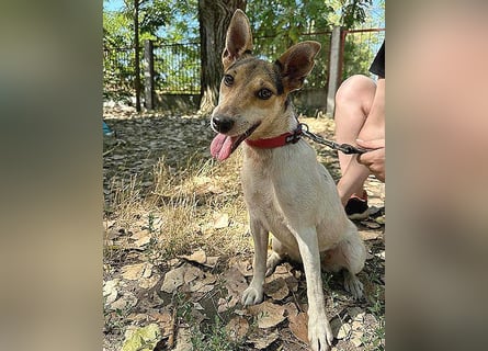 ❤️ lebenslustige kleine ROXY - 3 Jahre, 38cm/8kg - Jack Russell-Mix