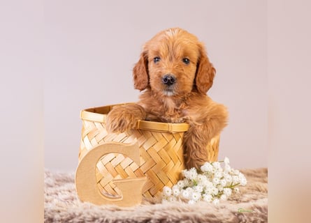 GoldenDoodle - medium mit welligem - lockigem Fell