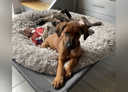 Rhodesian Ridgeback Malinois Welpe sucht seine Familie