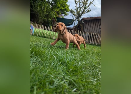 Ungarisch-Drahthaar-Welpen (UD) - Magyar Vizsla