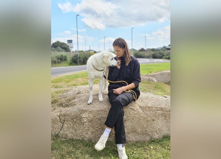 Lucio: Traumhund ohne Wenn und Aber